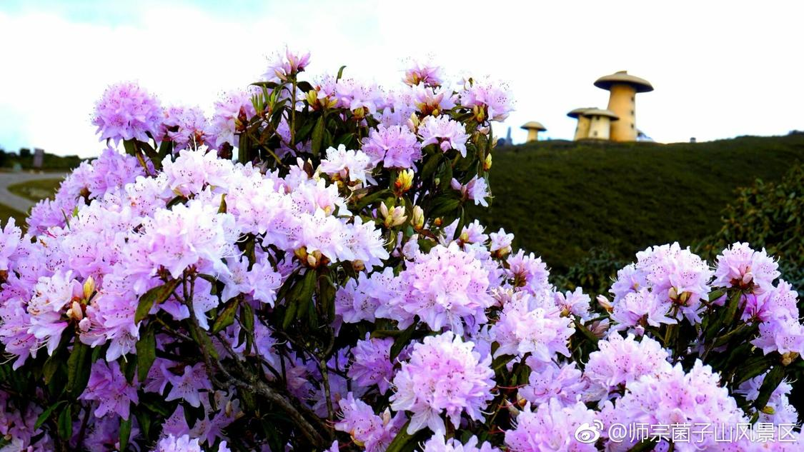 ks秒单真人粉丝